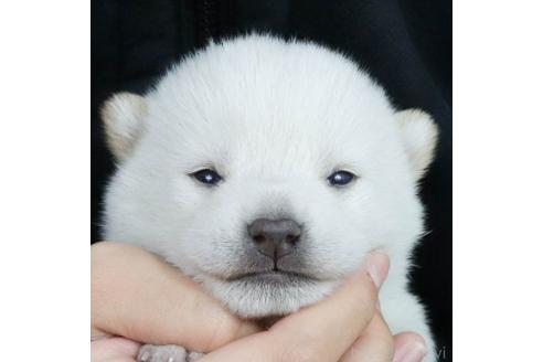成約済の愛知県の柴犬-367175の3枚目